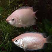 Kissing Gourami (Pink Kisser)